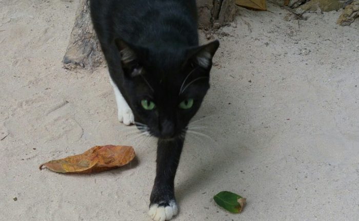 Der Rote Fuchs und das Unaussprechbare