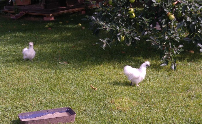 In Coronazeiten werden wir zu ‚middle-aged hausfraus‘