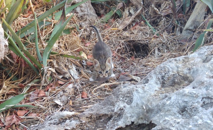 Die virtuelle Katze fängt den&nbsp;Ohrwurm